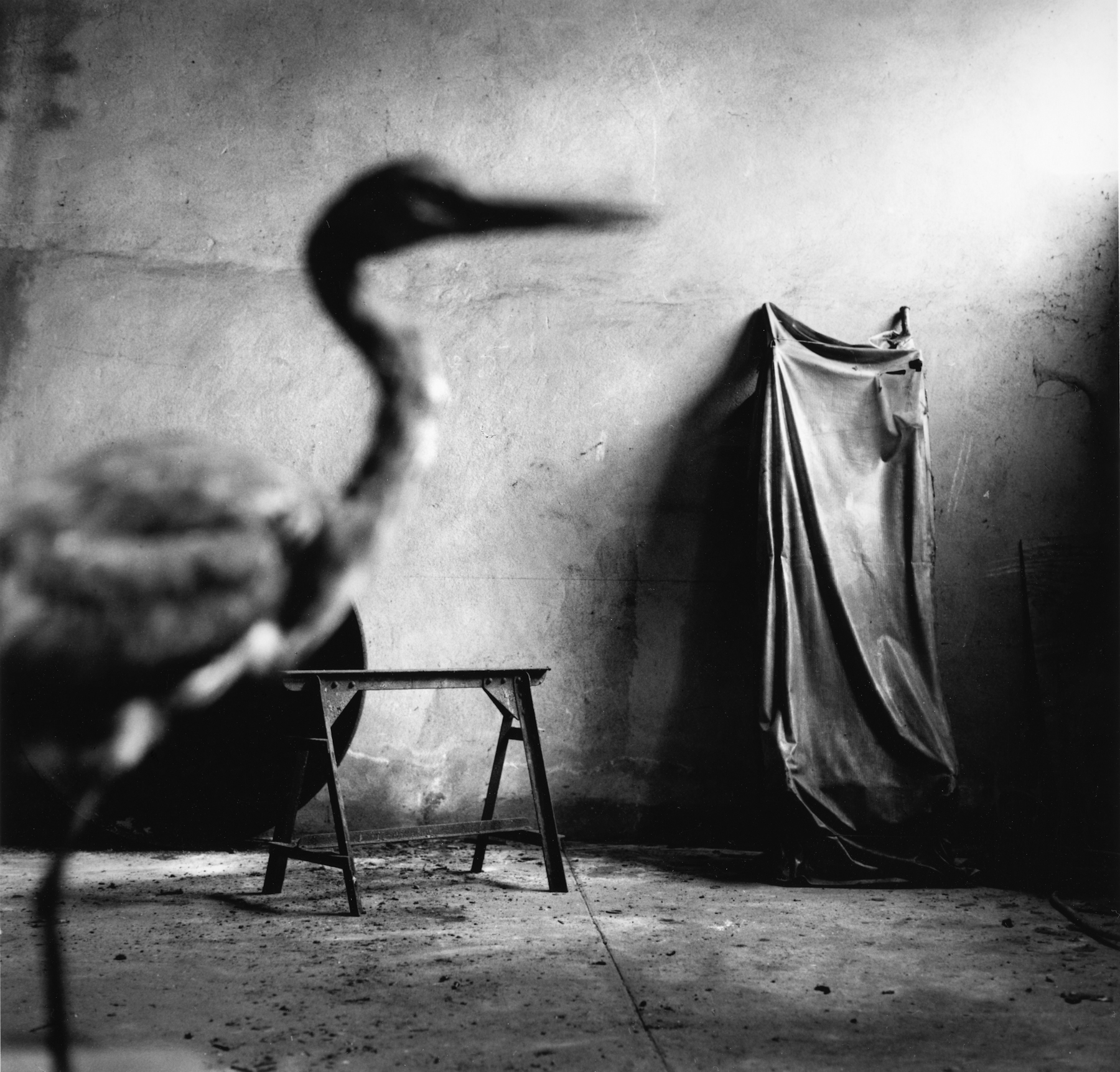 urbex-bestiaire-héron 3-Corbeil essonnes